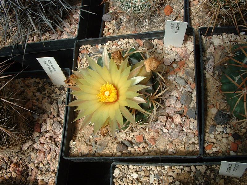 Coryphantha garessii.JPG